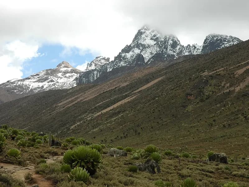 Snow-capped Mount Kenya peak rising above moorland with giant lobelias in the foreground