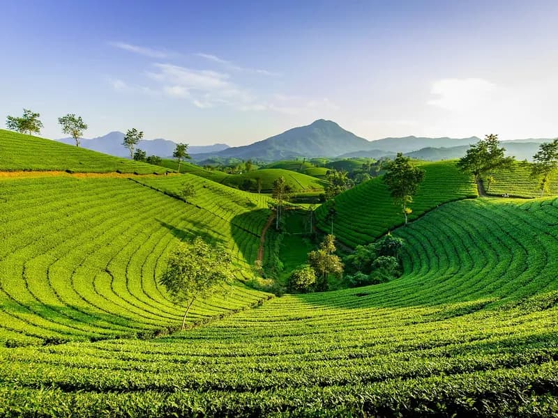 Rolling green tea plantation terraces on hillsides under a clear sky