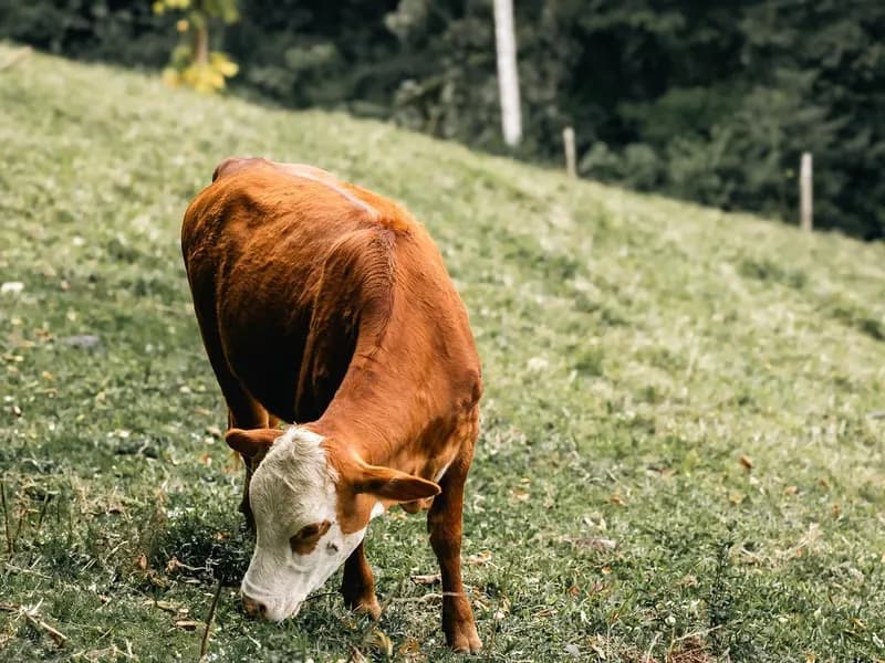 Brown and white cow grazing on a grassy hillside with trees behind