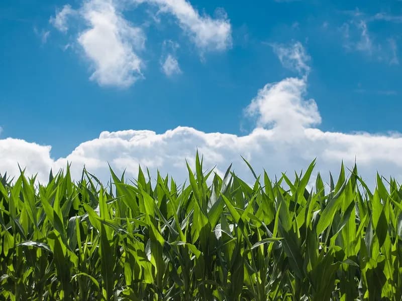 Green maize plants under a blue sky with white clouds