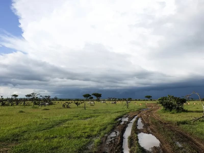 Muddy safari track with puddles crossing grassland under a dark storm cloud