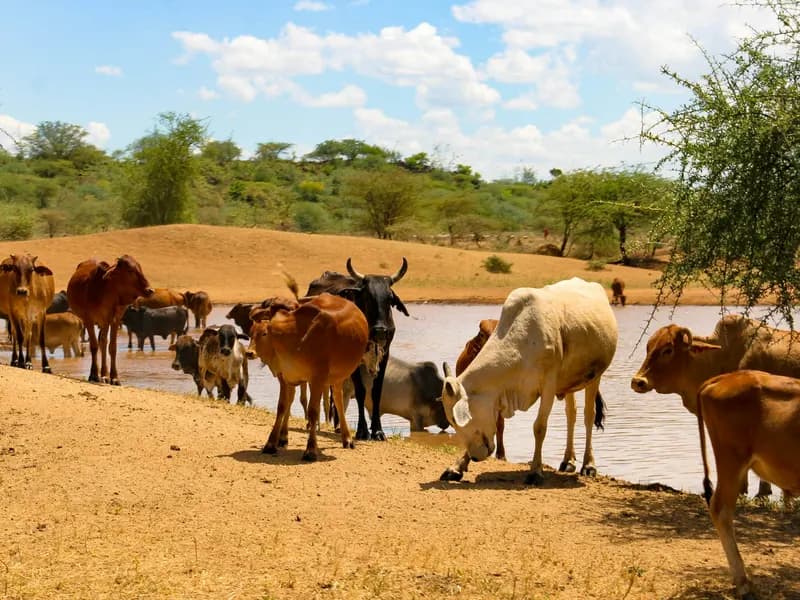 Cattle drinking from a water body in a dry, semi-arid landscape with acacia trees